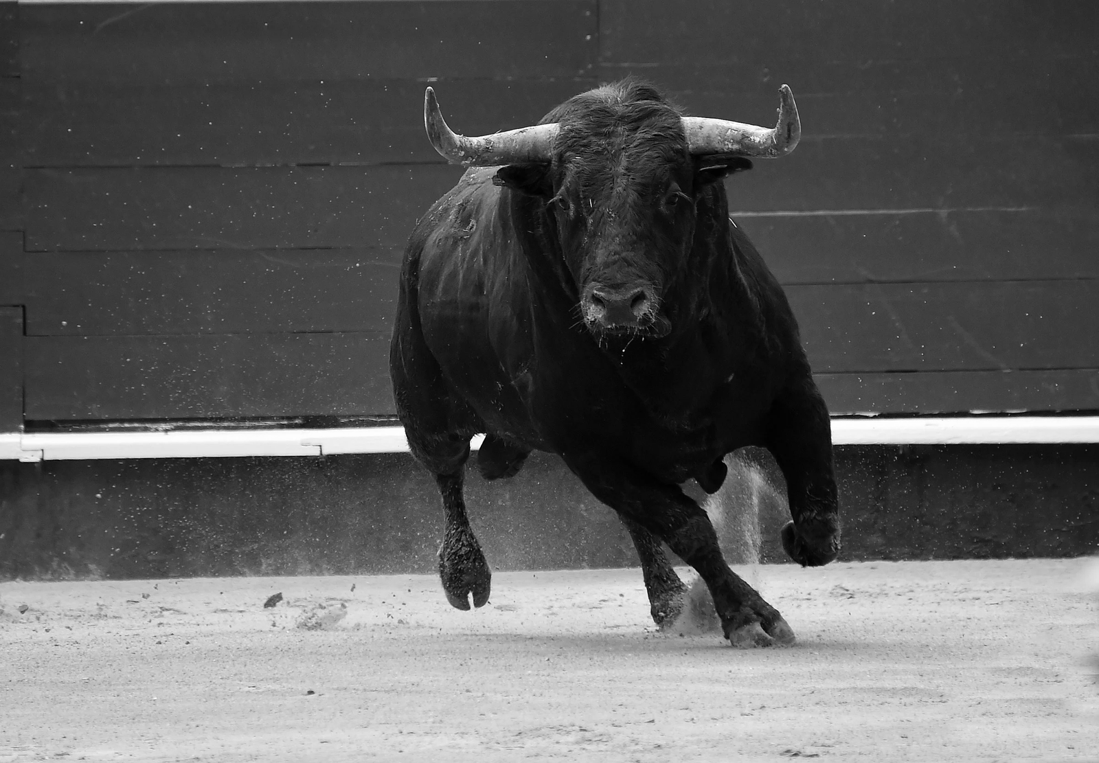 El Suelto